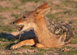 Black-backed Jackal (Canis mesomelas)