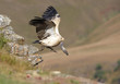 The Cape Griffon or Cape Vulture