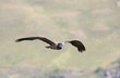 Lammergeyer or Bearded Vulture