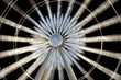 Ferris wheel