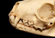 Dientes de hurón