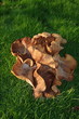 champignon champignon