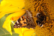 Distelfalter auf einer Sonnenblume