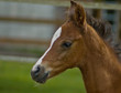 Photo: Quarter horse foal in profile Quarter horse foal in profile