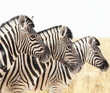 Zebras