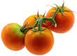 grappe tomates fond blanc grappe tomates fond blanc