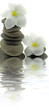composition fleurs blanches frangipanier galets fond blanc