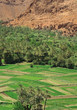 village and palm grove among Moroccan hills