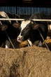 livestock cattle feeding in a farmyard barn
