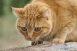 chat européen roux tabby