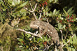 cameleon-chameleon
