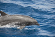 dauphin