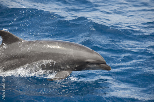 dauphin