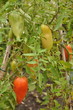 grappe tomates allongées
