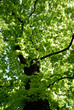 baum