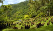 jardin de balata