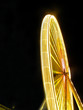 Grande roue