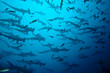 requin marteau en banc, Galapagos