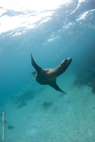 Phoque, Galapagos Phoque, Galapagos
