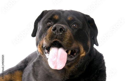 grosse tête de Rottweiler grosse tête de Rottweiler