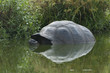 tortue des Galapagos