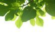 Green fig-tree leaves with branch