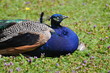 Pfau @zhh