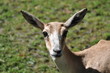 Antilope @zhh