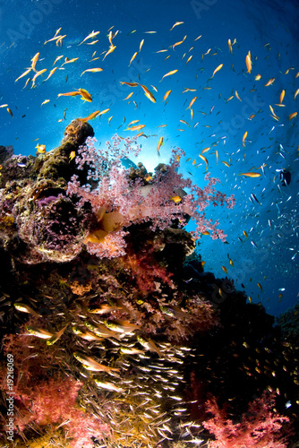 Photo : paysage sous marin, mer Rouge, Egypte