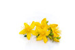 Johanniskraut feigestellt - St Johns wort isolated 01