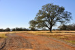 Lone oak tree in california