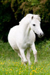 Foto: Pferdeportrait Pferdeportrait