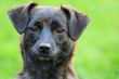 Mischlingshund
