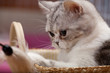 Scottish Fold Cat
