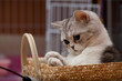 Scottish Fold Cat