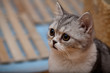Scottish Fold cat
