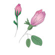 Rosebuds colorful pencil sketch