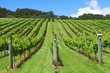 Photo en ligne au meilleur prix Vineyard