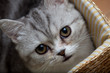 Scottish Fold cat