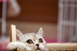 Scottish Fold Cat