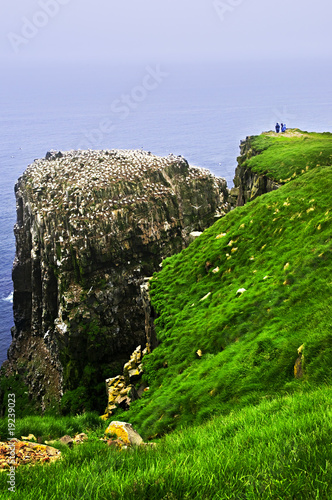 Clilffs at Cape St. Mary's Ecological Bird Sanctuary