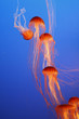 Photo: Orange decorative jellyfishes in an aquarium Orange decorative jellyfishes in an aquarium