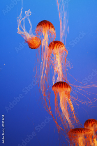 Photo: Orange decorative jellyfishes in an aquarium Orange decorative jellyfishes in an aquarium