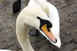 Cigno