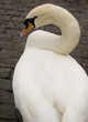 cigno