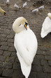 cigno