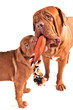 Dogs Playing