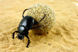 Scarabaeus sacer