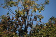 Bats