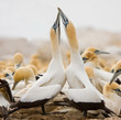 Cape Gannet Cape Gannet